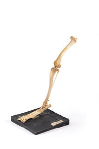 Image description is not available for 1997.1.1